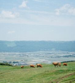 Project & Initiative Dot (Example)