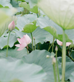 Project & Initiative Dot (Example)